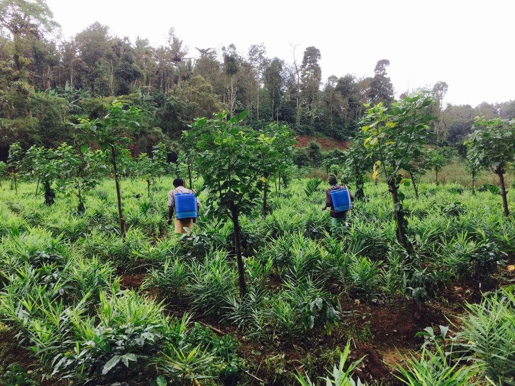 Occupational Health and Safety (OHS) for India’s coffee plantation workers