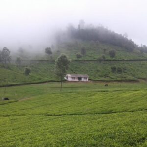 Bitter Brew: Poor working conditions in Nilgiri tea plantations