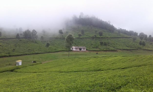 Bitter Brew: Poor working conditions in Nilgiri tea plantations