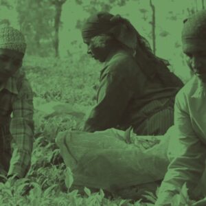 A new living wage benchmark for tea workers